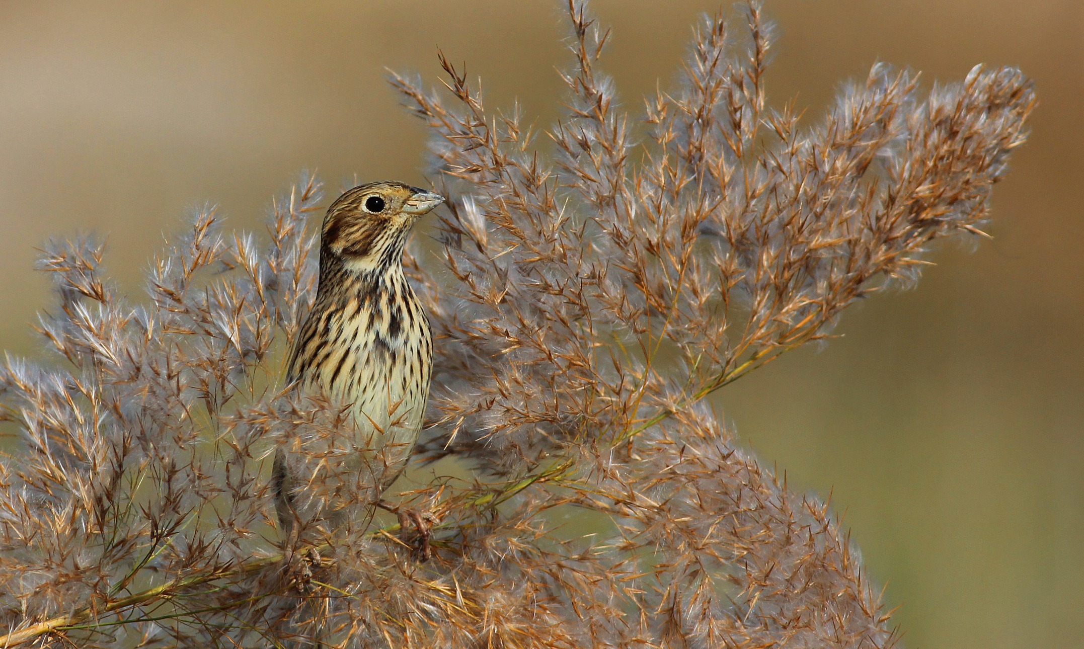 Corn Bunting